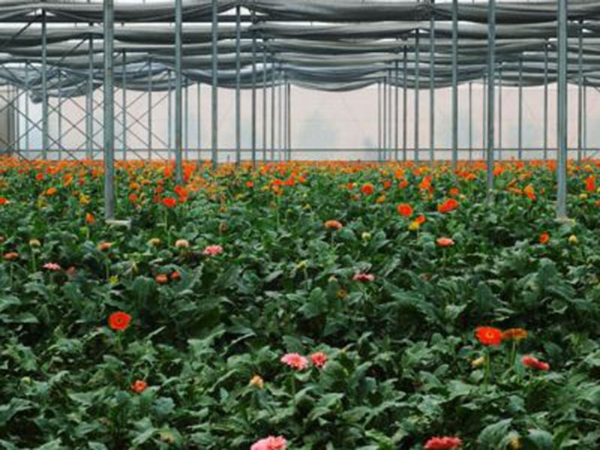 花卉溫室