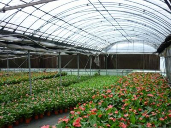 花卉溫室