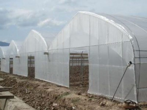 薄膜拱形連棟溫室